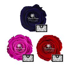 RoseAmor