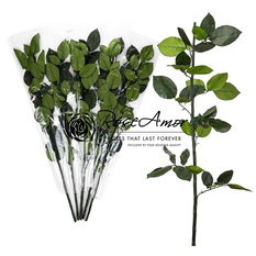 Forever Rose Stem with Leaves 50cm