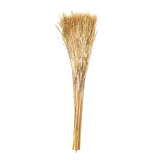 Αποξηραμένο Natural Broom Grass 60cm για Ανθοσυνθέσεις & Φυσική Διακόσμηση 