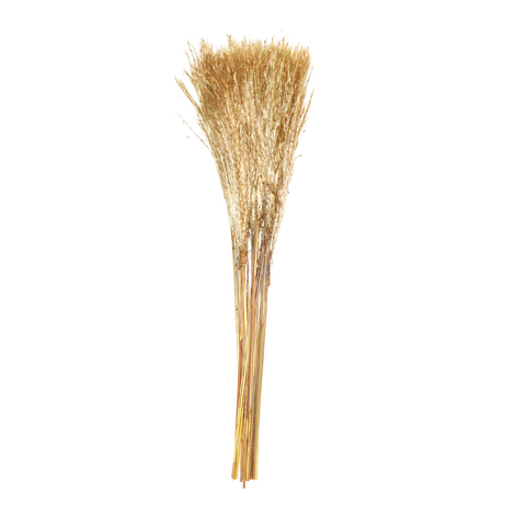 Natural Dried Broom Grass 60cm Set 30 for Floral Arrangements & Natural Decoration