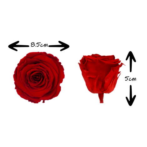 Forever Τριαντάφυλλα RoseAmor Διάμετρος:8.5cm Bellisima|Σε Διάφορα Χρώματα