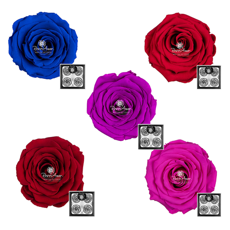 Forever Τριαντάφυλλα RoseAmor Διάμετρος:8.5cm Bellisima|Σε Διάφορα Χρώματα
