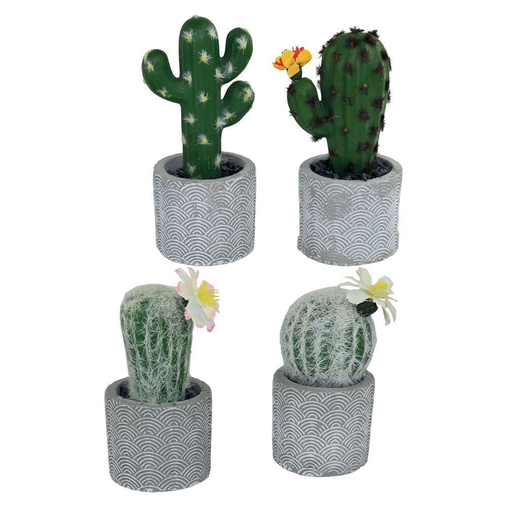 Ornamental Plant